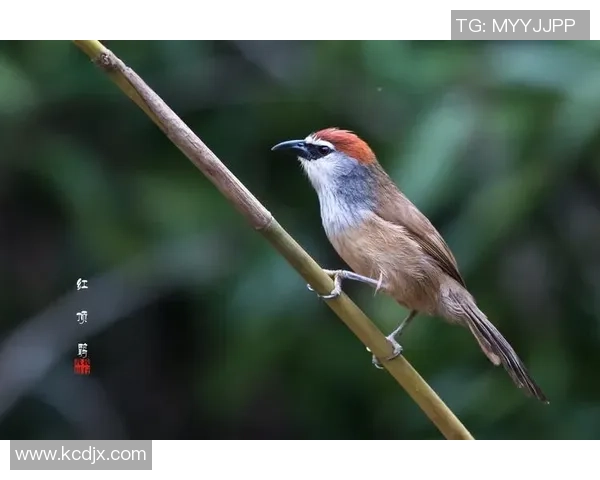 卡劳足球：探索这项运动背后的激情与团队精神之旅